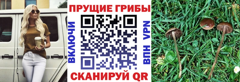 Псилоцибиновые грибы ЛСД  мега ONION  Суджа 
